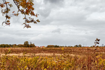 Scenic view of field against sky