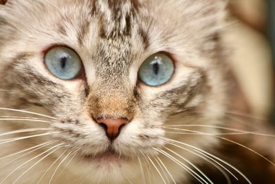 Close-up portrait of cat