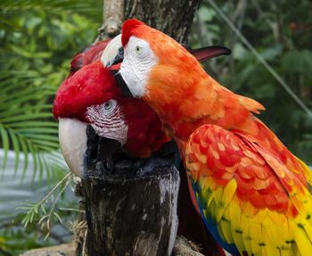 Macaws grooming