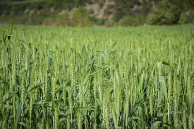 Close-up of crops growing on field