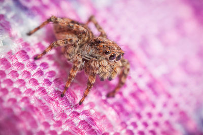 Close-up of insect on pink flower