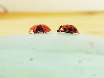 Close-up of ladybug on leaf