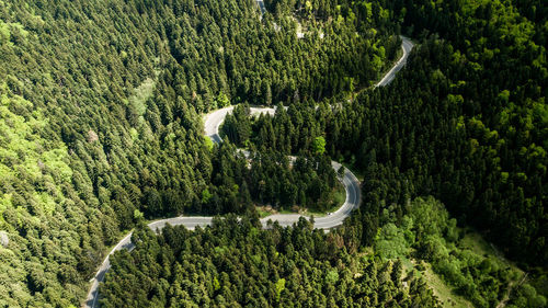 Aerial view of road amidst forest