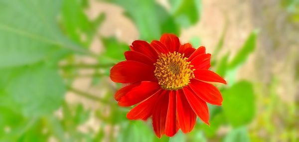 Close-up of red flower