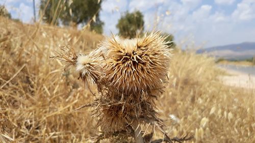 Close-up of dried plant on field