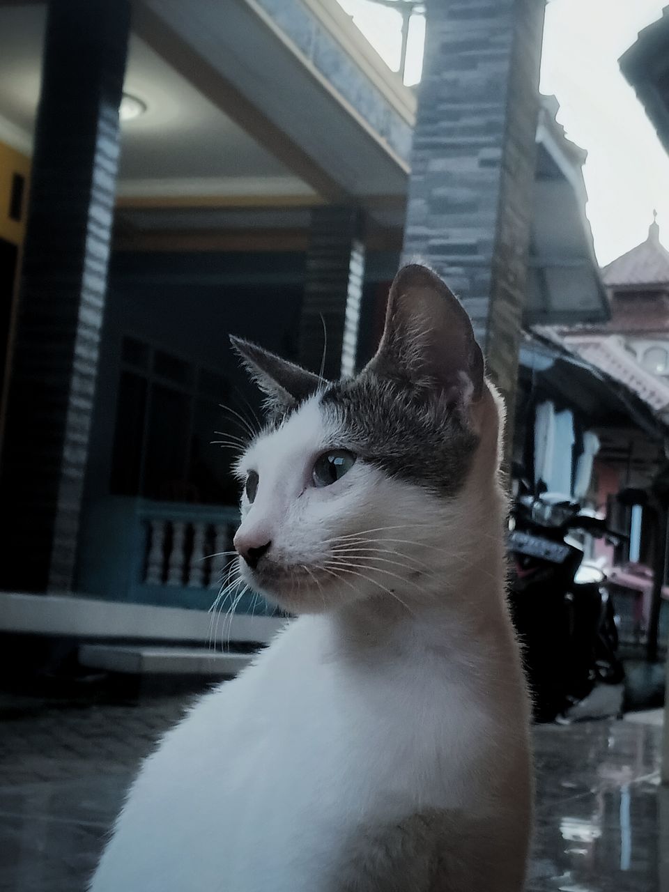 animal themes, animal, one animal, pet, mammal, cat, domestic animals, white, domestic cat, feline, architecture, whiskers, looking, small to medium-sized cats, no people, built structure, building exterior, felidae, window, looking away, day, close-up, animal body part