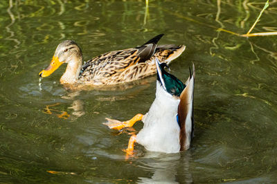 Mallard duck ducks on lake pond drakes and hens low level close up view