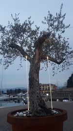 View of tree against sky