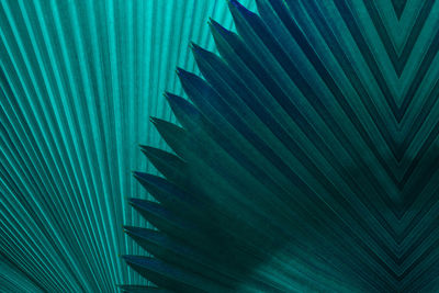 Full frame shot of palm leaf