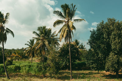 Palm trees on field against sky