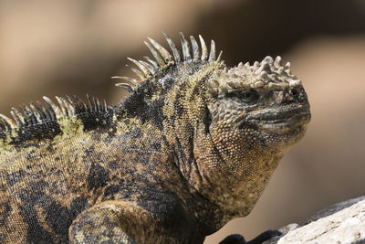 Male marine iguana sunning on a rock in the galapagos