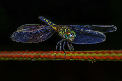 Close-up of butterfly over black background