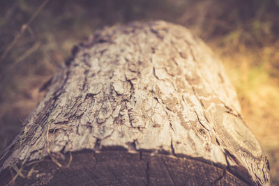 Close-up of tree trunk
