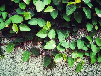 High angle view of ivy growing on tree