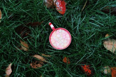 High angle view of mushroom on field