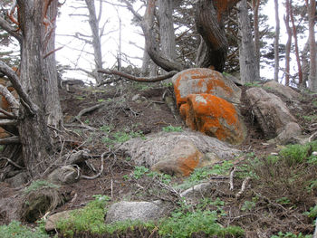 Close-up of tree trunk in forest