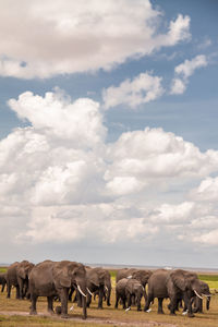 Elephants on field against sky