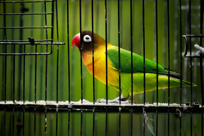 Close-up of parrot in cage