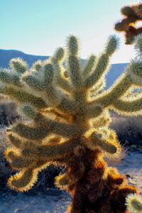 Low angle view of cactus plant against sky