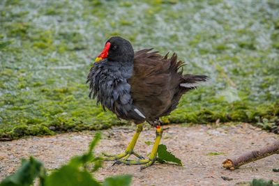 Close-up of bird perching on red leaves