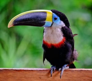 Close-up of bird perching outdoors