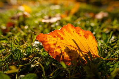 Close-up of autumnal leaves on ground
