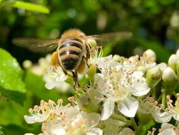 Close-up of bee pollinating on flower