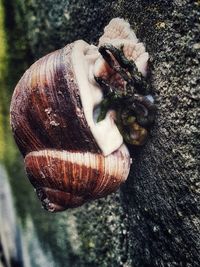 Close-up of snail on tree trunk