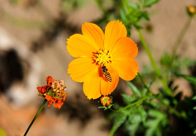 Close-up of bee pollinating on yellow flower