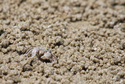 Close-up of shells on sand