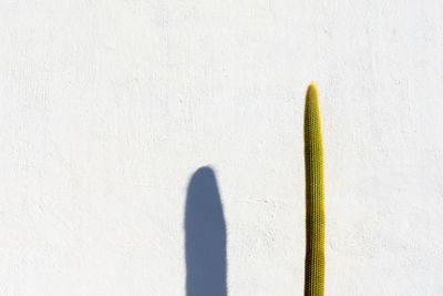 Close-up of cactus plant against wall