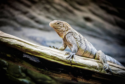 Close-up of iguana on branch