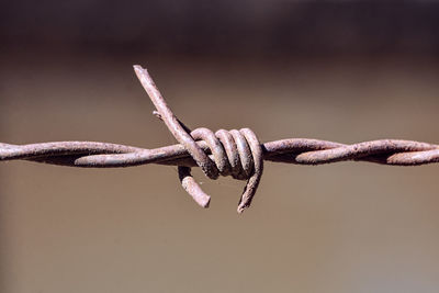 Close-up of barbed wire