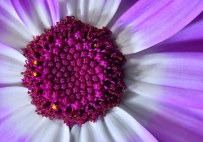 Close up of purple flower