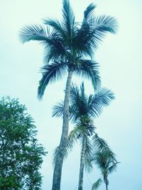 Low angle view of palm trees against clear sky