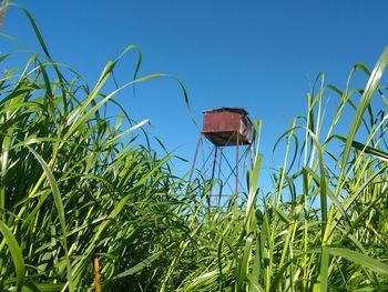 Plants growing on field against clear blue sky