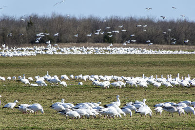 large group of animals