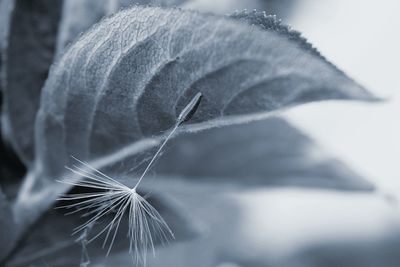 Close-up of dandelion seed by leaf