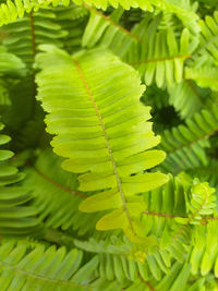 Close-up of green leaves