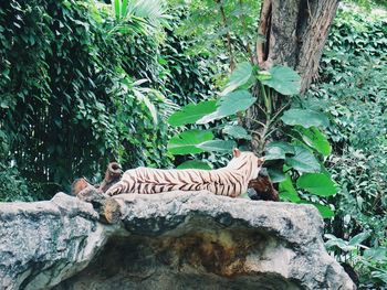 View of lizard on rock against trees at zoo
