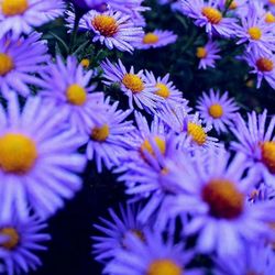 Close-up of purple daisy flowers