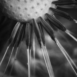 Macro shot of fresh white flower