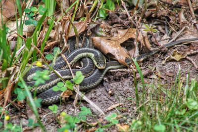 High angle view of lizard on field