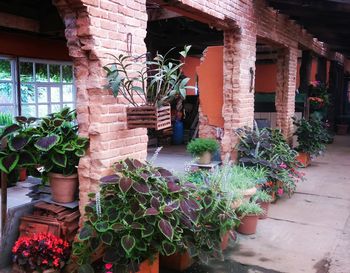 Potted plants on the wall