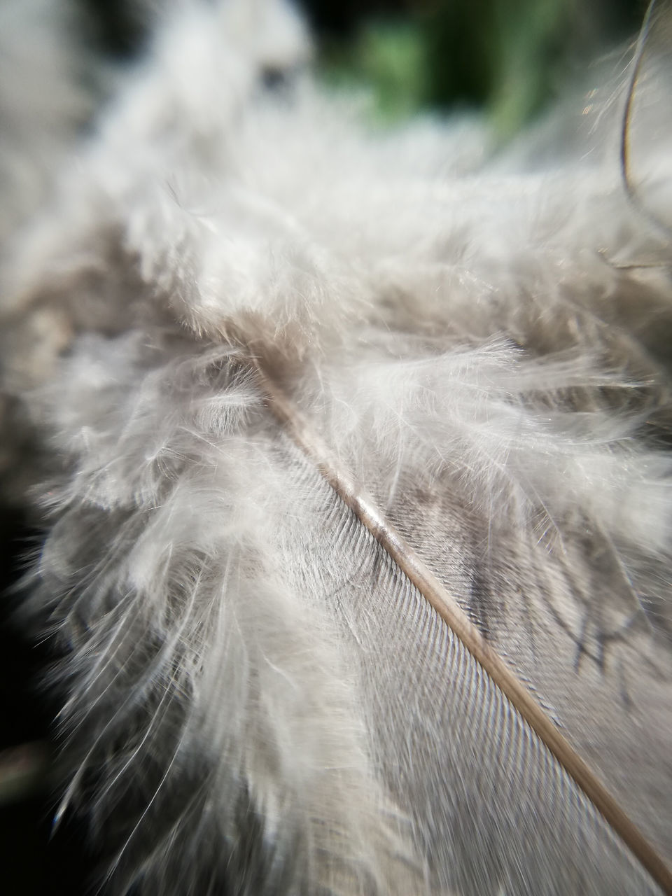 CLOSE-UP OF FEATHER ON THE GROUND