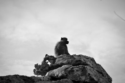 Low angle view of monkey sitting on rock