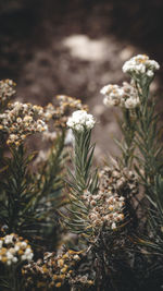 Close-up of white flowering plant on field