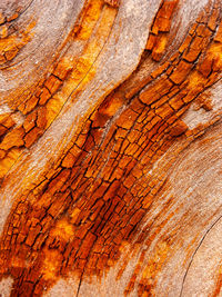 Full frame shot of tree trunk