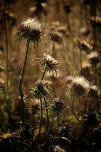 Close-up of thistle flower