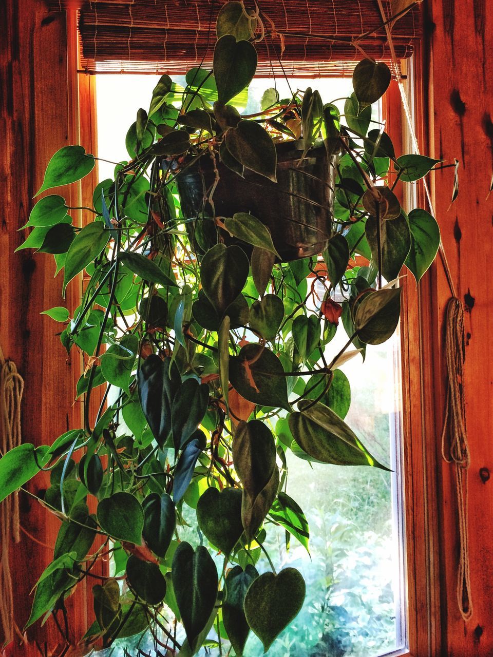 plant, leaf, growth, green color, built structure, potted plant, growing, close-up, wall - building feature, nature, architecture, ivy, front or back yard, house, building exterior, day, no people, outdoors, sunlight, freshness